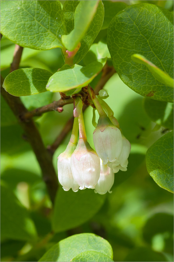 Изображение особи Vaccinium uliginosum.