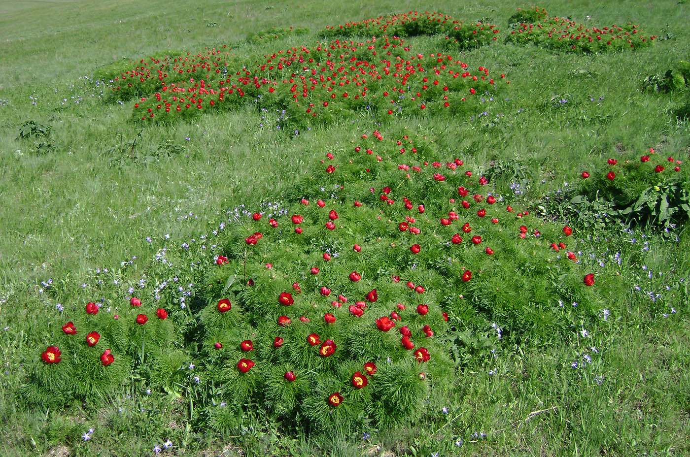 Image of Paeonia tenuifolia specimen.