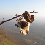 Image of taxon representative. Author is Татьяна Винокурова