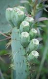 Opuntia discata. Верхушка сегмента с созревающими плодами. Крым, Ялтинский горсовет, пос. Никита, Никитский ботанический сад, в культуре. 3 августа 2013 г.