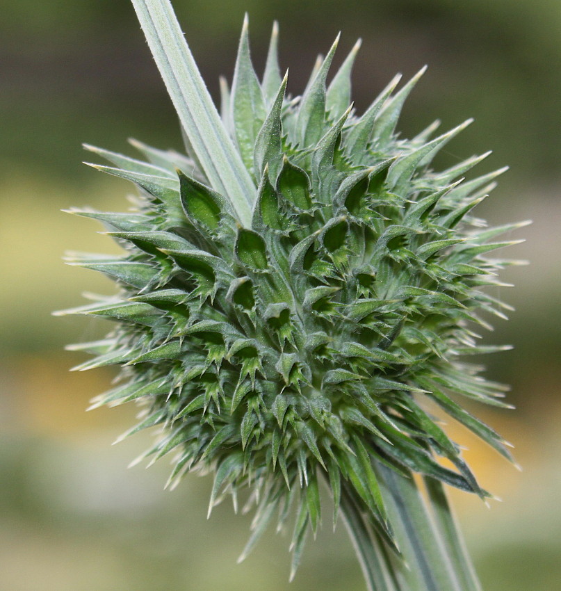 Изображение особи Leonotis leonurus.