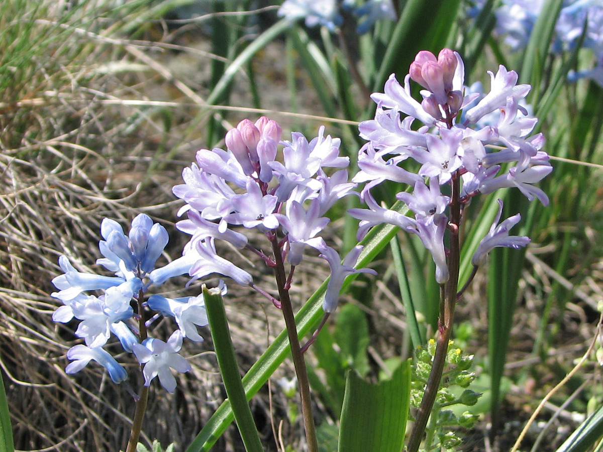 Изображение особи Hyacinthella pallasiana.