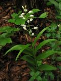 Cephalanthera longifolia. Цветущее растение. Украина, окр. Львова, Винниковский лес. 28 мая 2009 г.