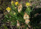 Oxytropis nuda