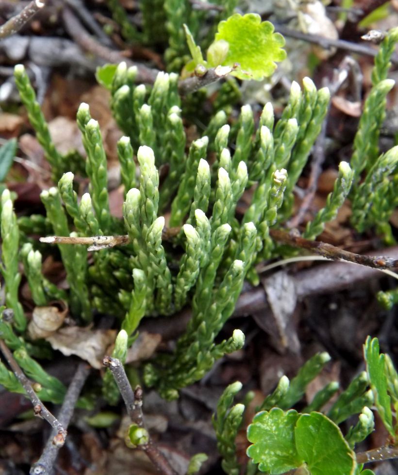 Изображение особи Diphasiastrum alpinum.