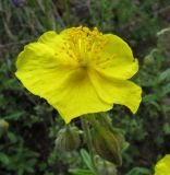 Helianthemum nummularium. Цветок. Пермский край, Кунгурский р-н, окр. с. Филипповка, северная часть Кунгурской лесостепи, гора Ледяная, южный склон. 14.06.2013.