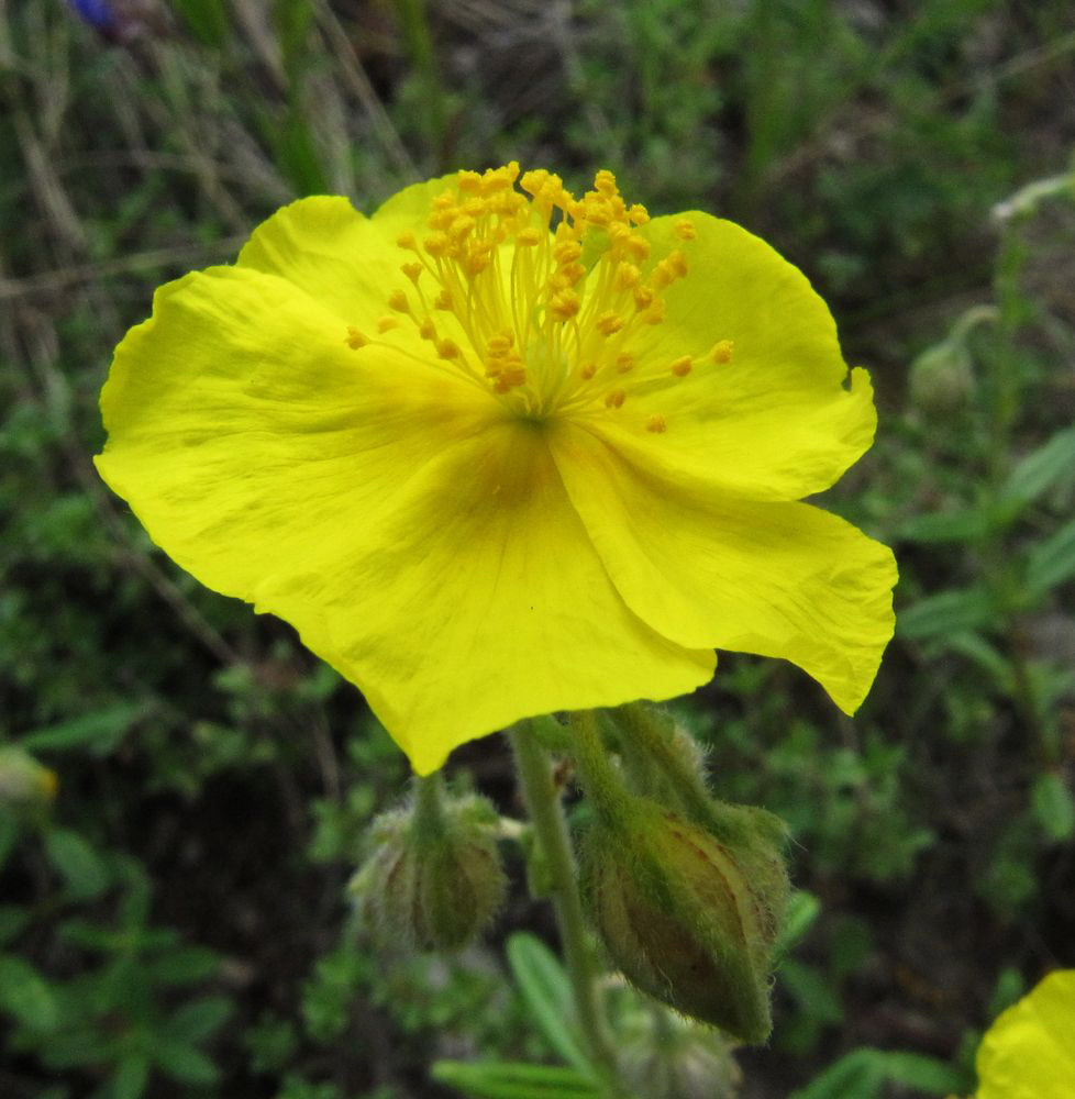 Image of Helianthemum nummularium specimen.