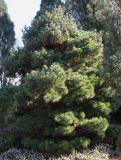 Pinus strobus