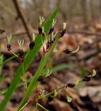 Luzula pilosa. Соцветие. Беларусь, г. Гродно, лесомассив Пышки. 22.03.2014.