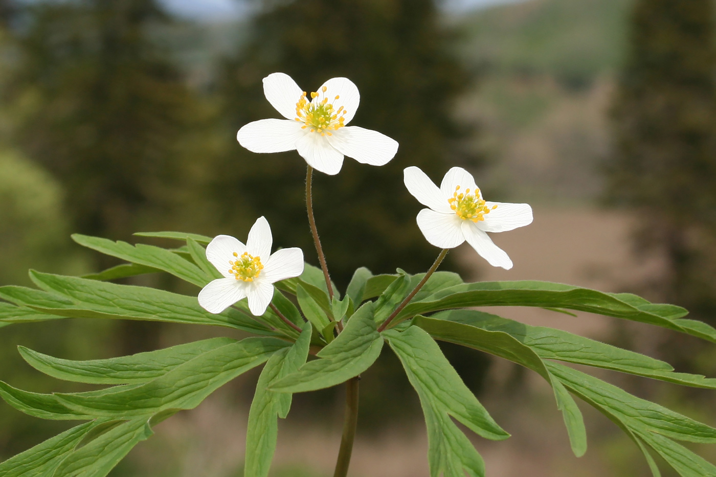 Изображение особи Anemone caerulea.