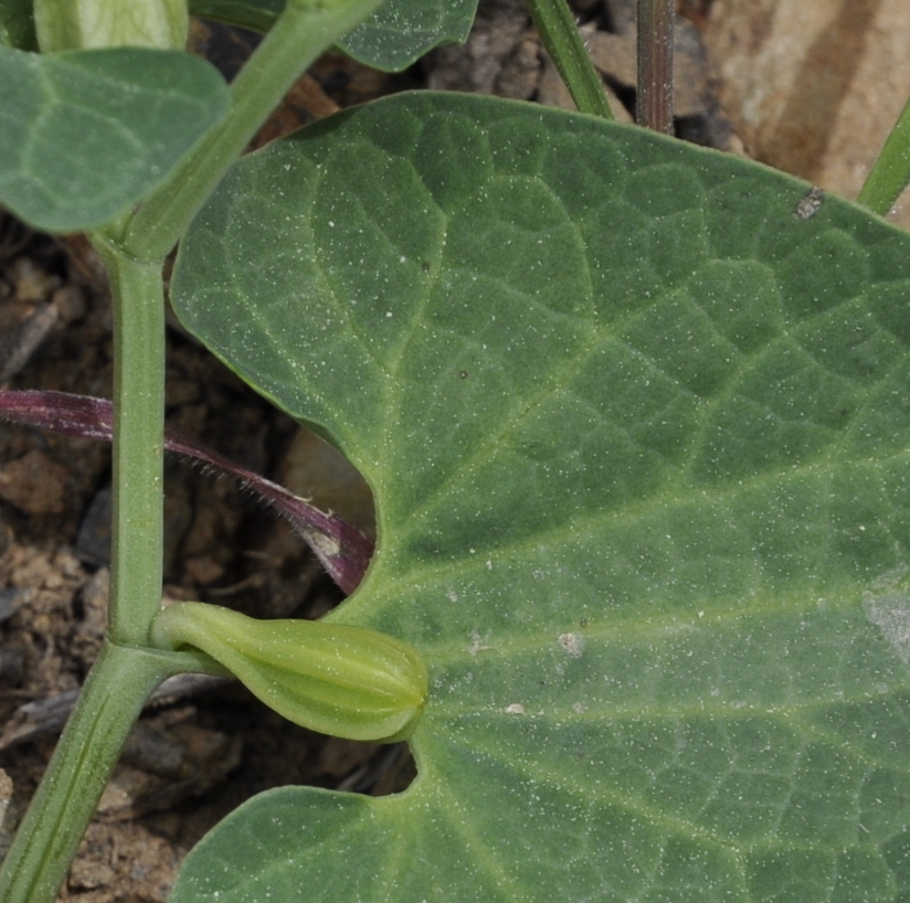Image of Aristolochia lutea specimen.