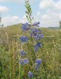 Delphinium dictyocarpum. Соцветие. Восточный Казахстан, г. Усть-Каменогорск, сопки на левом берегу р. Иртыш. 10.07.2005.