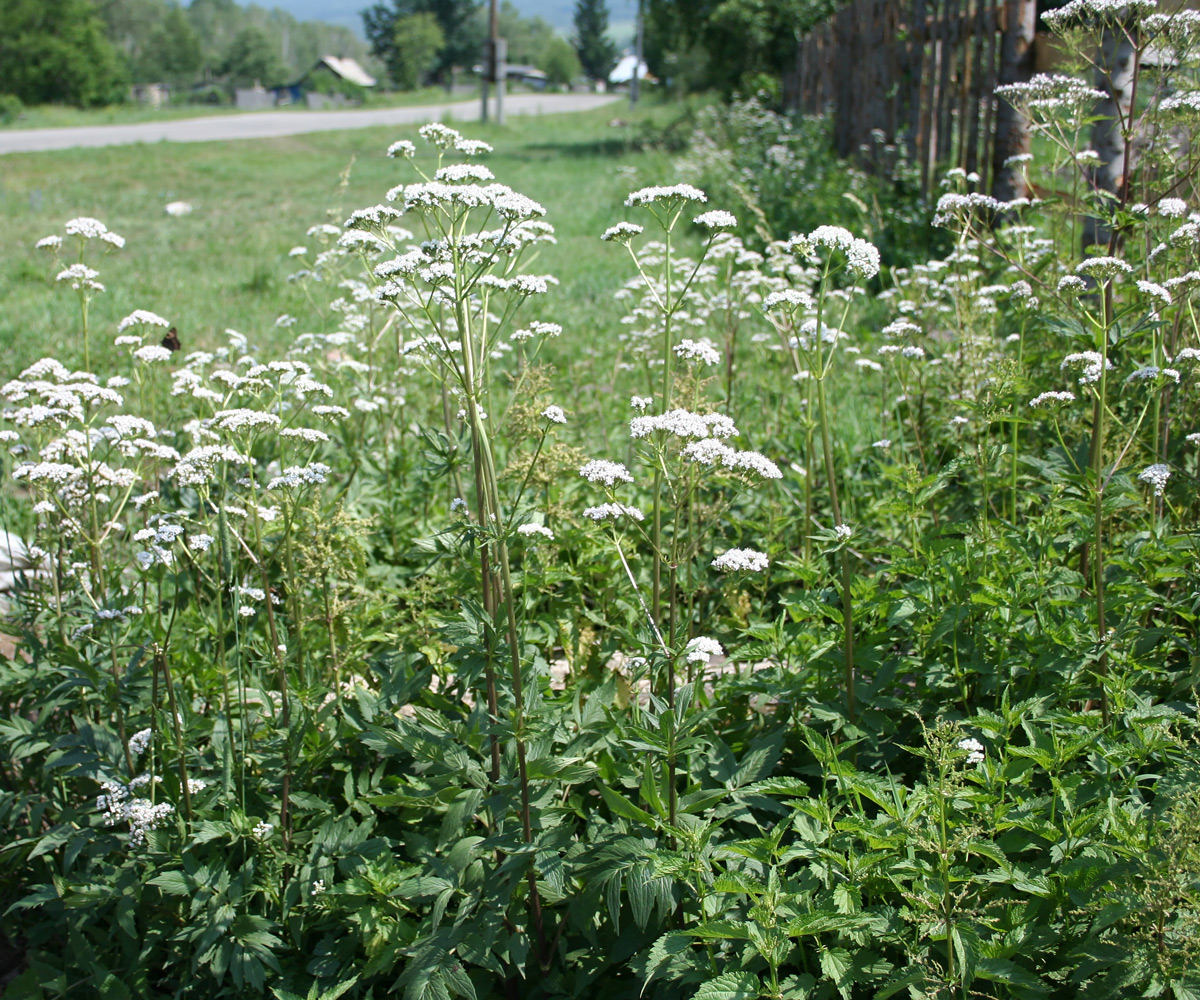 Image of Valeriana dubia specimen.