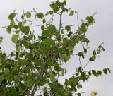 Corylopsis sinensis
