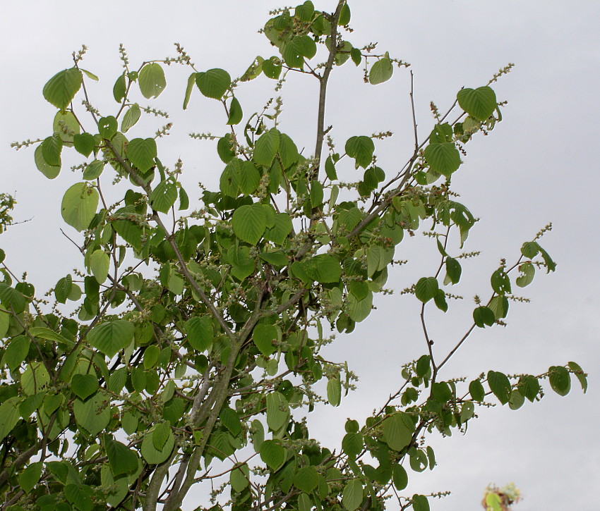 Image of Corylopsis sinensis specimen.