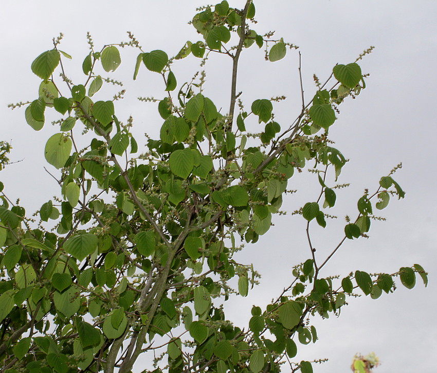 Изображение особи Corylopsis sinensis.