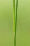 Image of taxon representative. Author is Анатолий Кузьмин
