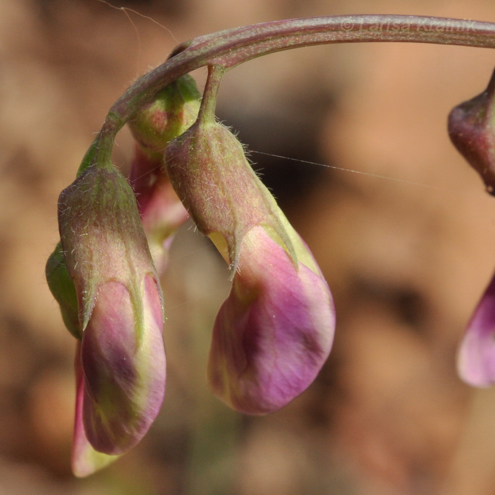 Изображение особи Lathyrus humilis.