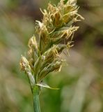 genus Carex. Соцветие. Приморский край, Уссурийский р-н, окр. с. Монакино, сухой луг. 10.05.2014.