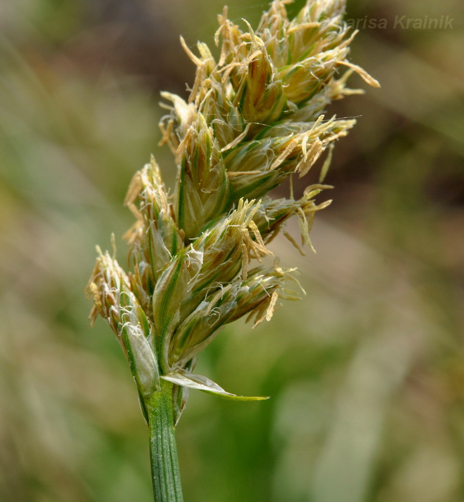 Изображение особи род Carex.