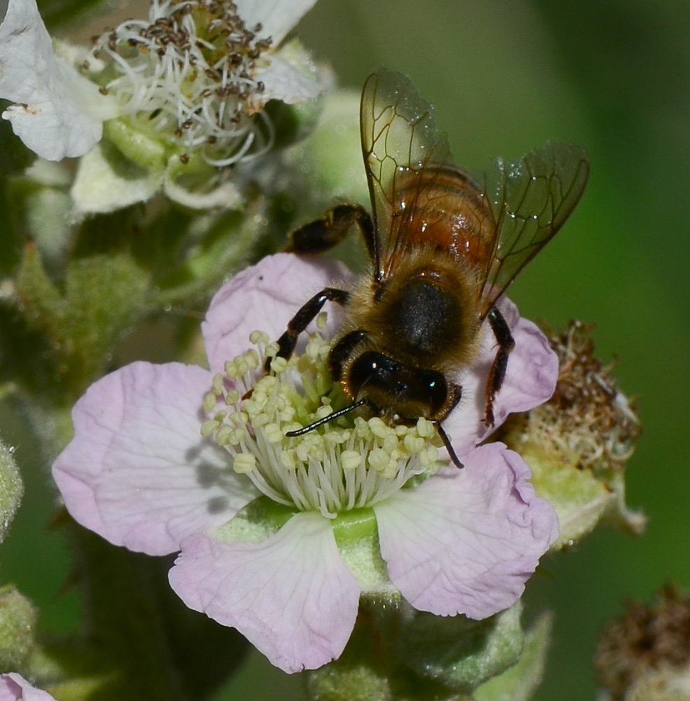 Image of Rubus canescens specimen.