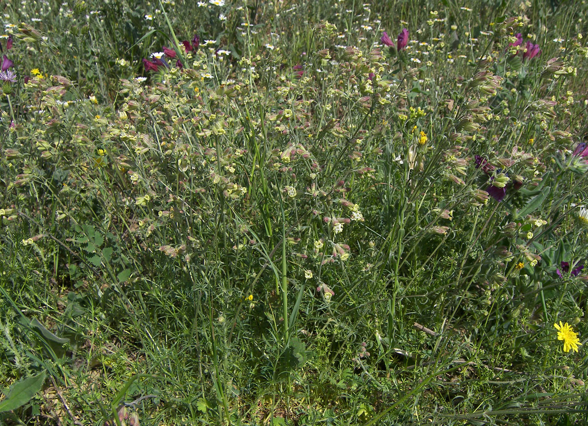 Image of Silene spergulifolia specimen.