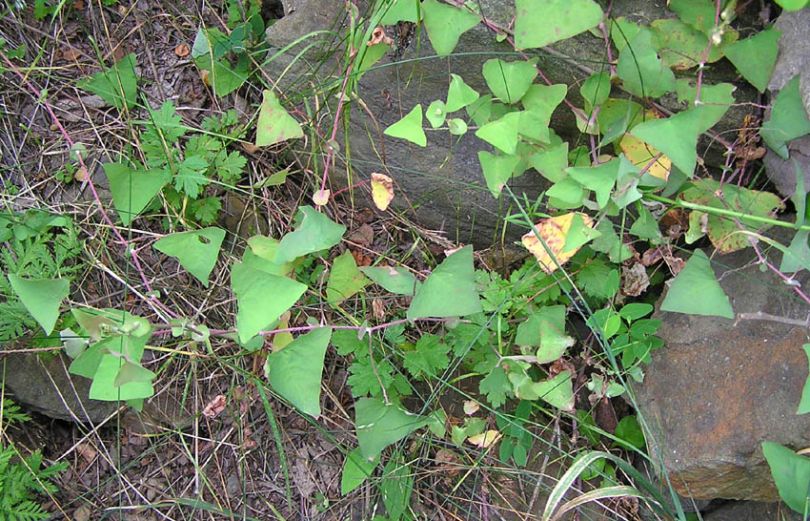 Изображение особи Chylocalyx perfoliatus.