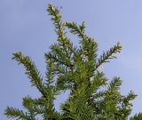 Taxus canadensis. Ветвь. Германия, г. Дюссельдорф, Ботанический сад университета. 04.05.2014.