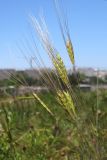 Triticum boeoticum