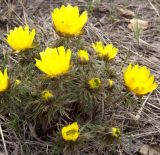 Adonis volgensis