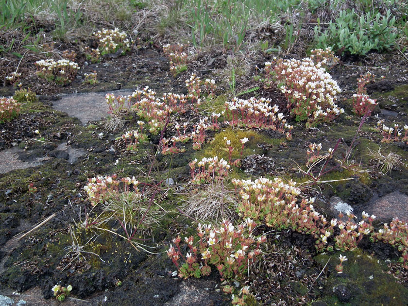 Изображение особи Saxifraga cespitosa.