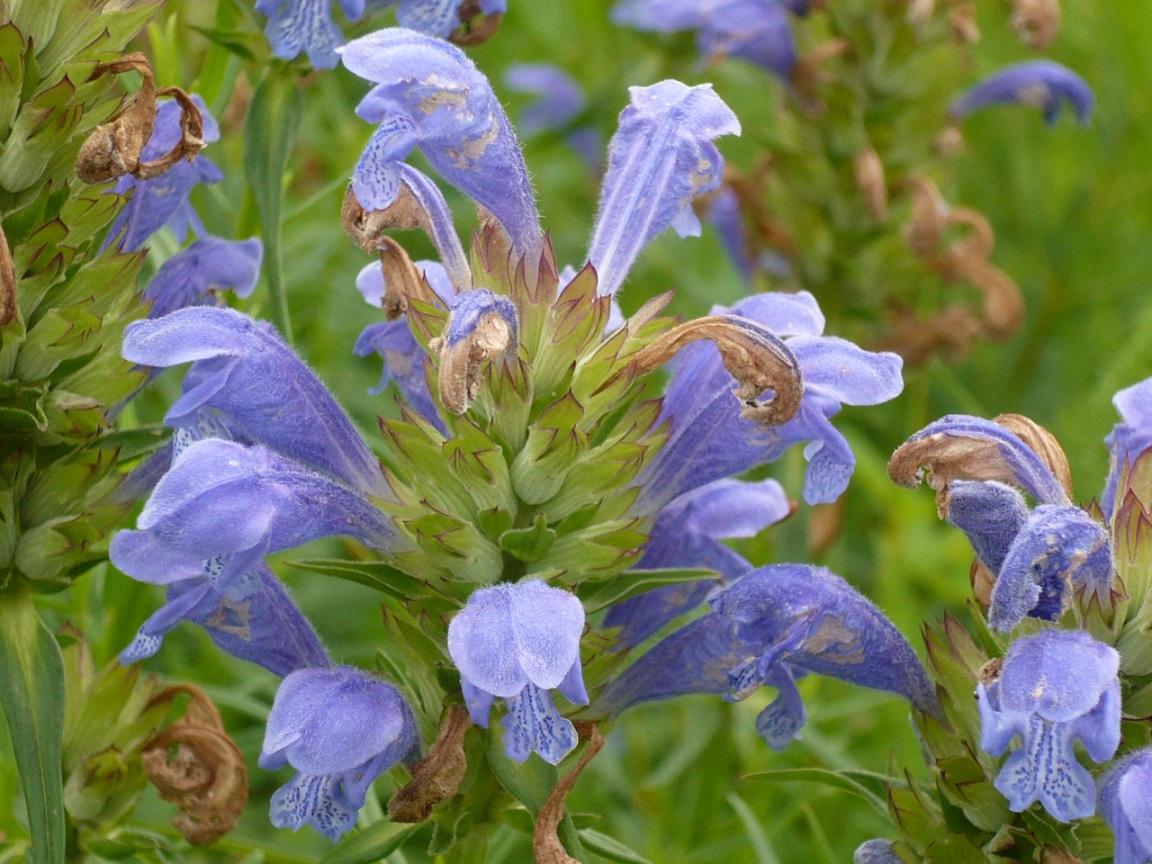 Изображение особи Dracocephalum ruyschiana.