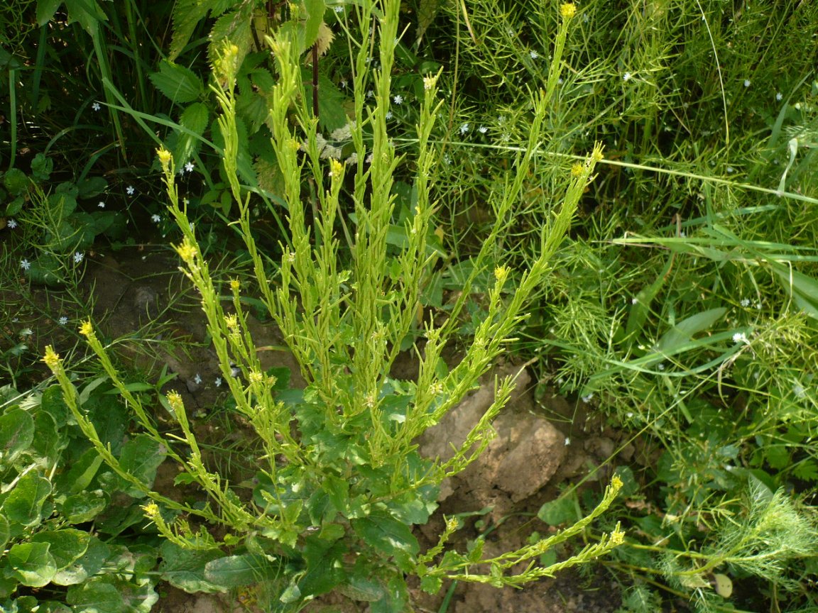 Image of Barbarea stricta specimen.