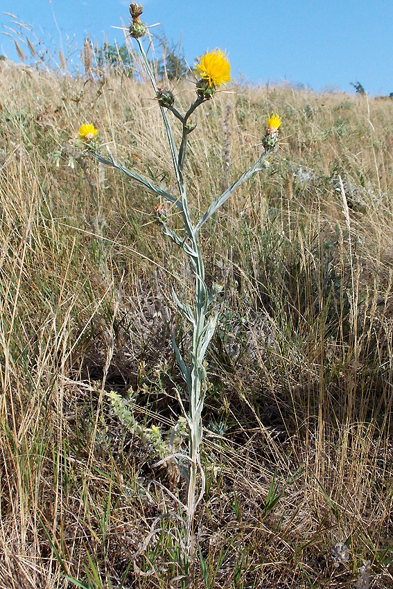 Image of Centaurea solstitialis specimen.