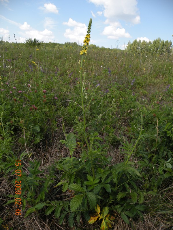 Изображение особи Agrimonia eupatoria.