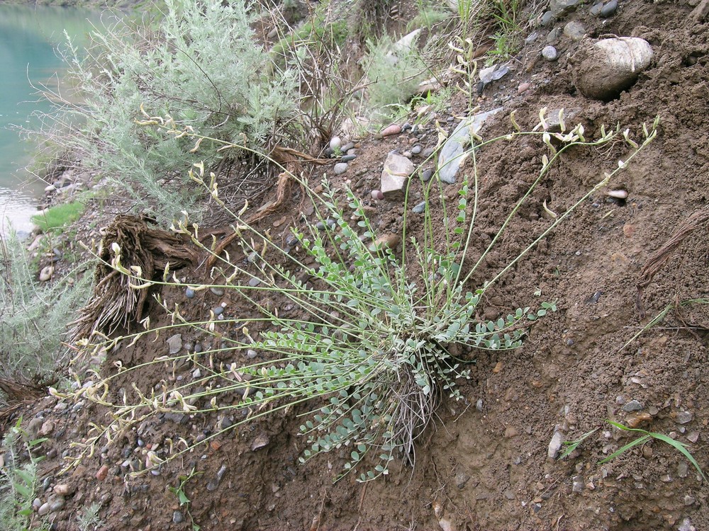 Изображение особи Astragalus namanganicus.