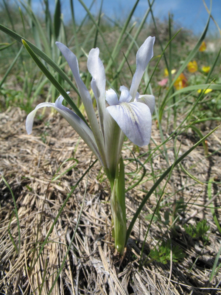 Image of Iris loczyi specimen.