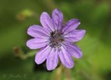 Geranium molle. Цветок с мухой. Молдова, Кишинев, Ботанический сад АН Молдовы. 019.05.2014.