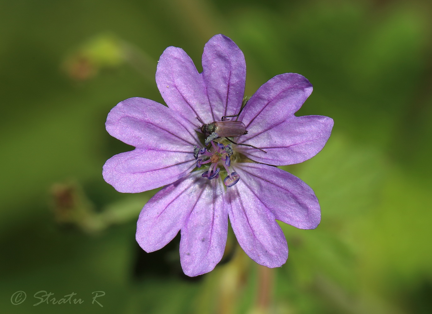 Image of Geranium molle specimen.
