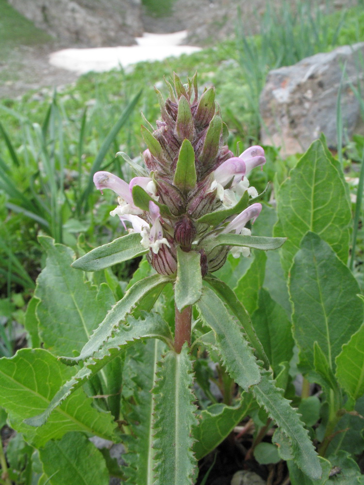 Изображение особи Pedicularis masalskyi.