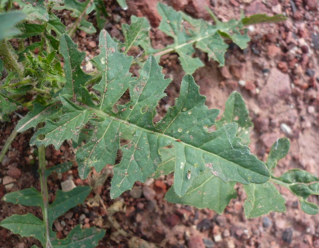 Image of Sisymbrium loeselii specimen.