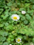 Erigeron annuus. Соцветие. Санкт-Петербург, Выборгский р-н, во дворе одного из жилых домов. 19.08.2014.