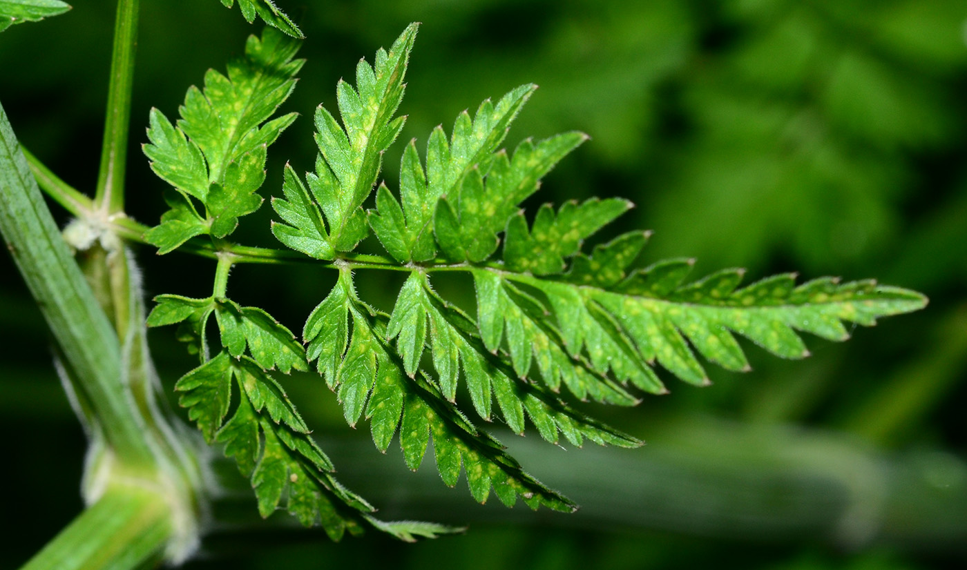 Изображение особи Anthriscus sylvestris.