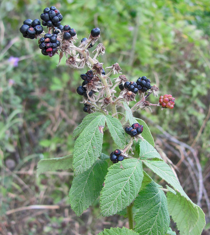 Image of Rubus canescens specimen.