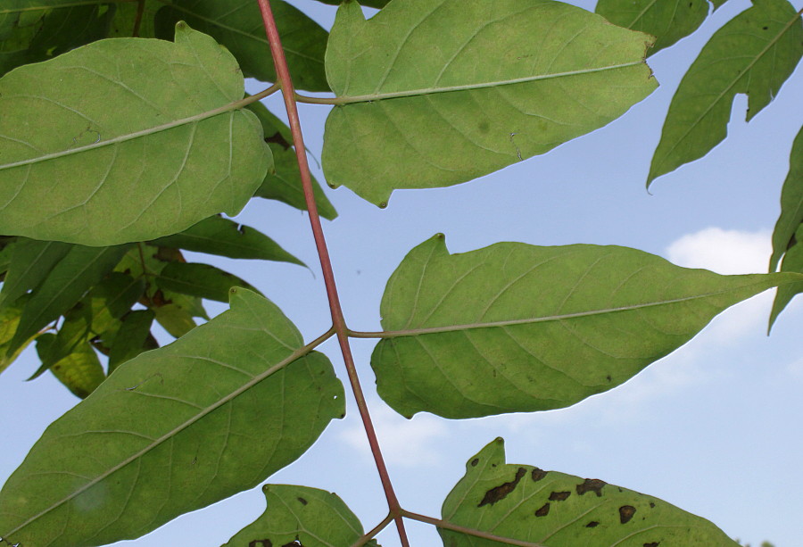 Изображение особи Ailanthus altissima.