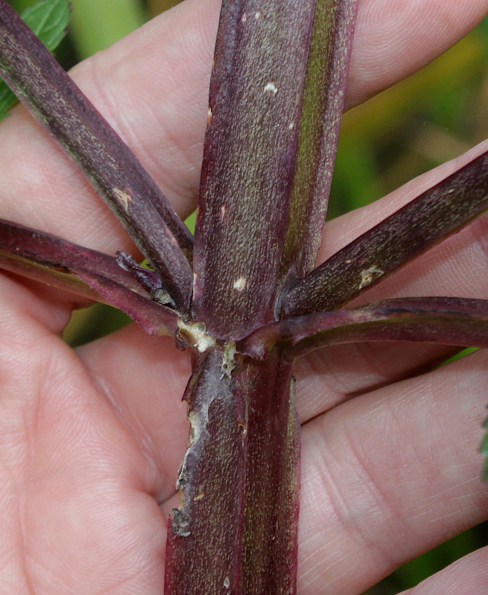 Изображение особи Scrophularia umbrosa.