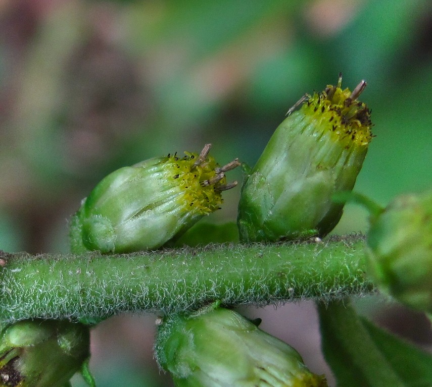 Image of Carpesium abrotanoides specimen.