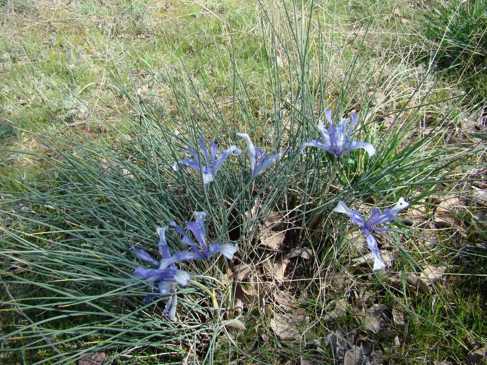 Image of Iris tenuifolia specimen.