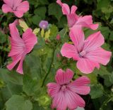 Malva trimestris