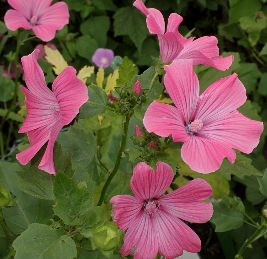 Изображение особи Malva trimestris.